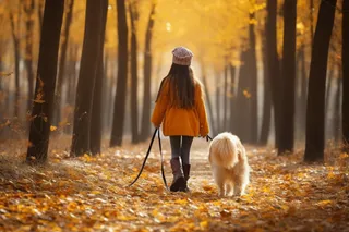 秋天小女孩牵着金毛宠物狗在公园散步摄影图