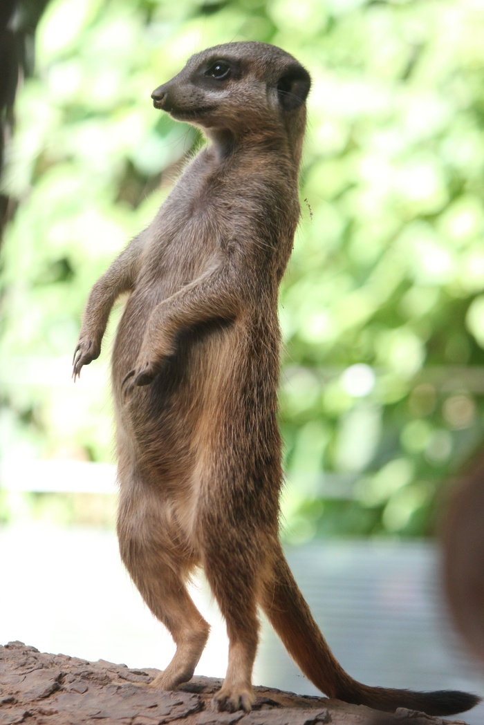 梅花鹿野生鹿动物设计素材