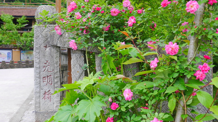 唯美小清新路边玫红月季海报