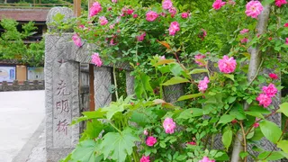 唯美小清新路边玫红月季海报