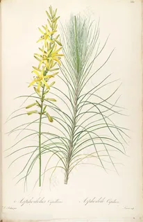 雷杜德原版高清花草黄色花卉图谱素材