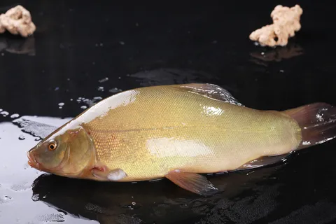 丁桂鱼 (2)