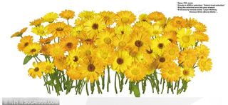 花语系类-一束漂亮的黄色太阳菊花朵