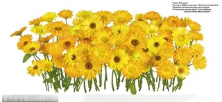 花语系类-一束漂亮的黄色太阳菊花朵