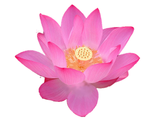 夏日鲜艳的荷花