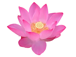 夏日鲜艳的荷花