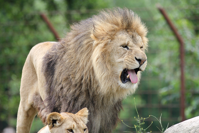 狮子动物园动物森林野生设计素材