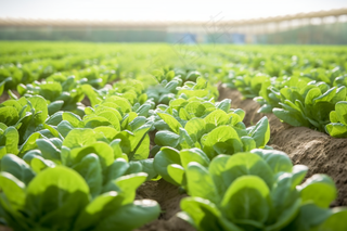 菜园蔬菜白菜摄影图