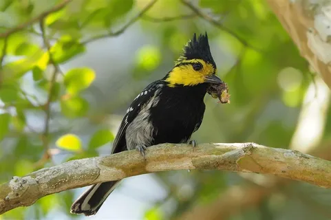 鸟类大全黄颊山雀高清图片