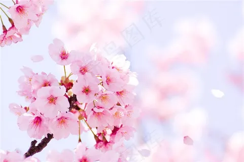 高清唯美樱花鲜花图片 高清唯美樱花鲜花图片