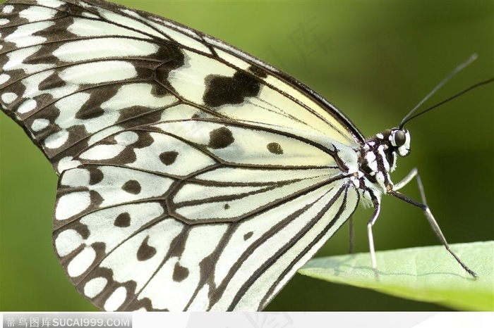 蝴蝶飞舞-黑色斑纹蝴蝶