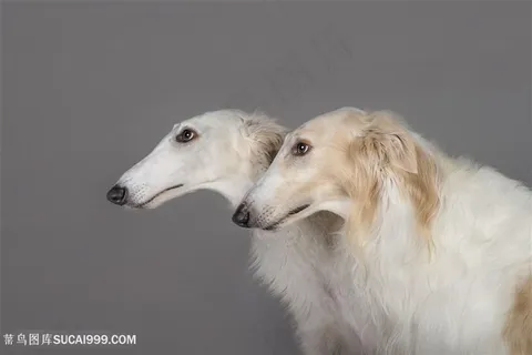 高清苏俄猎狼犬狗狗图片 高清苏俄猎狼犬狗狗图片