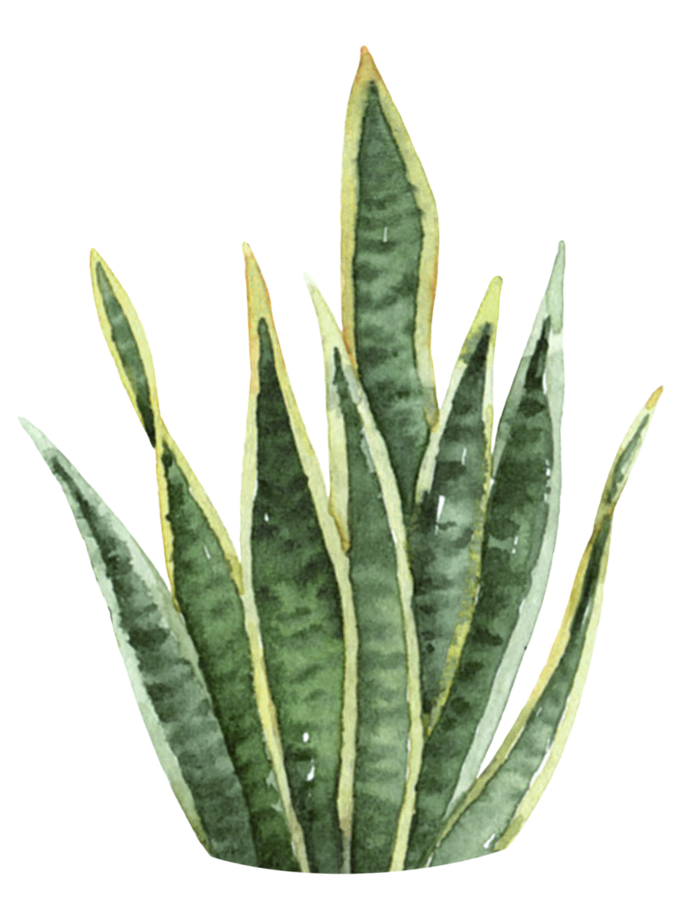 盆栽花草植物免扣植物水彩插画设计素材