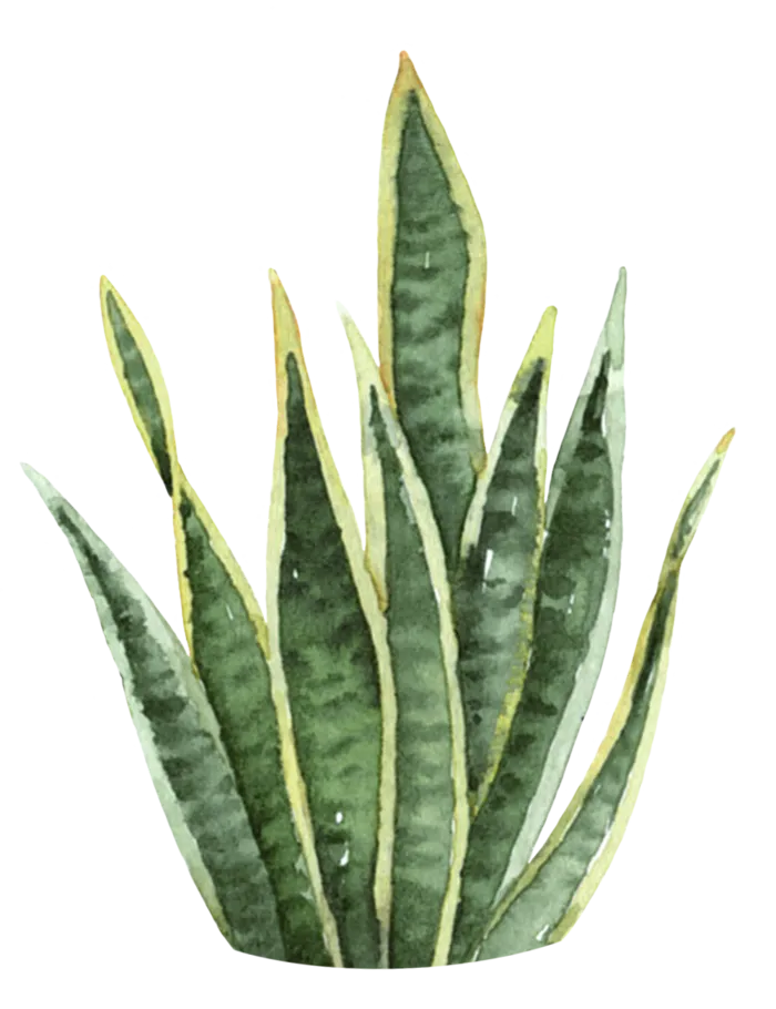 盆栽花草植物免扣植物水彩插画设计素材