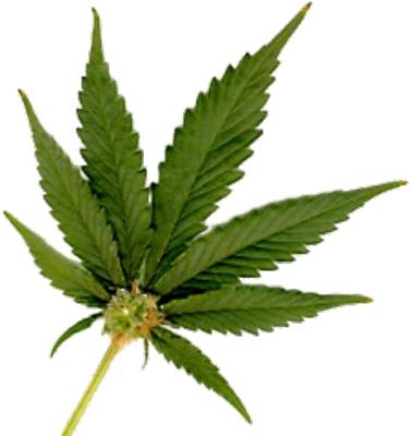 大麻PNG免抠(378x400)