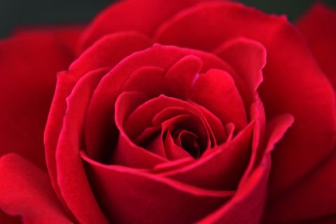 玫瑰花摄影图情人节玫瑰花配图图片 玫瑰花摄影图情人节玫瑰花配图图片