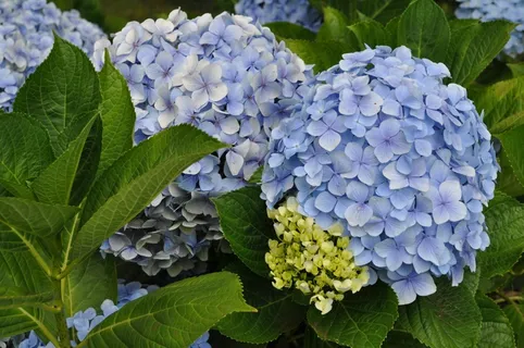 淡蓝色绣球花图片 淡蓝色绣球花图片