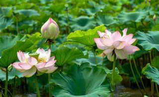 夏天荷花池荷叶清爽 ，夏至小暑大暑摄影图