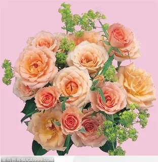 玫瑰花束 玫瑰花束