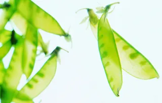 蔬菜 水果 新鲜 背景  素材