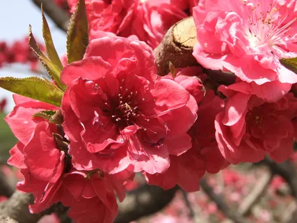 粉色自然花朵图片 粉色自然花朵图片