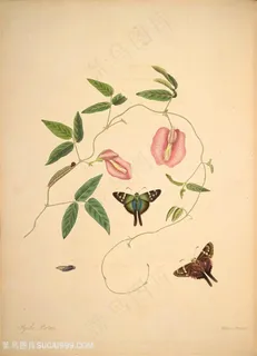 蝶恋花植物喇叭花复古图谱