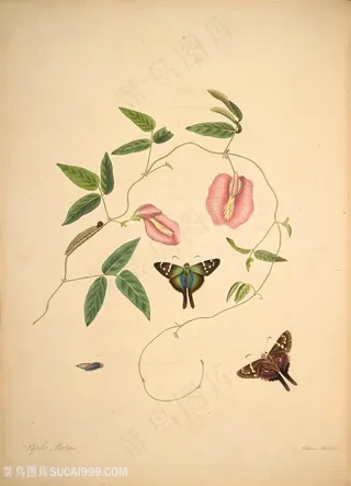 蝶恋花植物喇叭花复古图谱