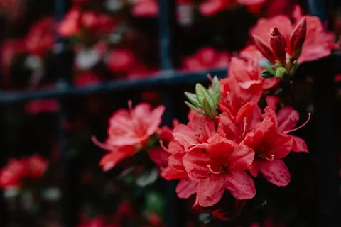 鲜艳红色花朵图片 鲜艳红色花朵图片