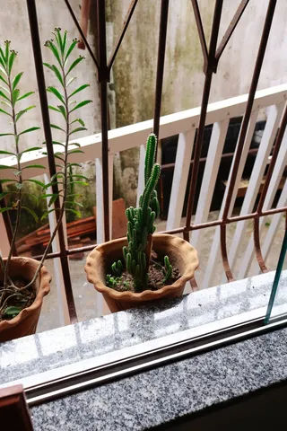 绿色仙人掌仙人球摄影素材