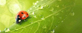 春天雨水叶子绿叶上的七星瓢虫，虫类，谷雨春分摄影图