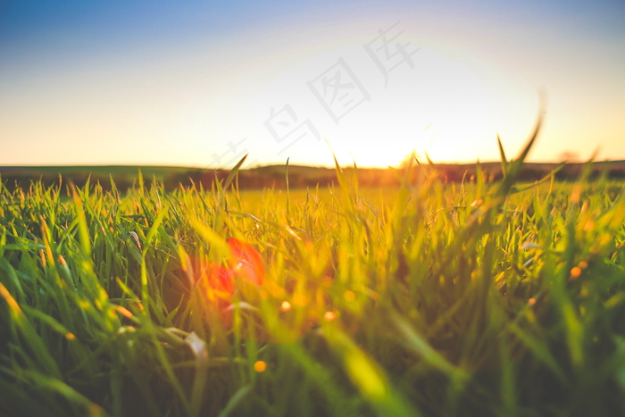 阳光草地图片