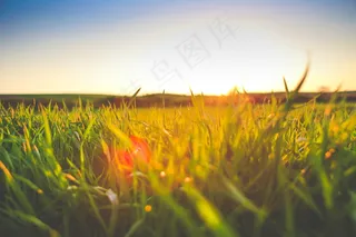 阳光草地图片