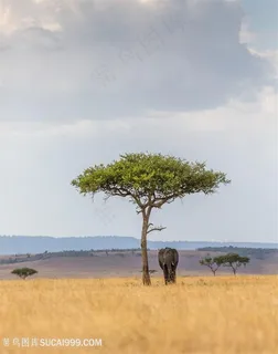 唯美野生动物树下的泰国大象图片