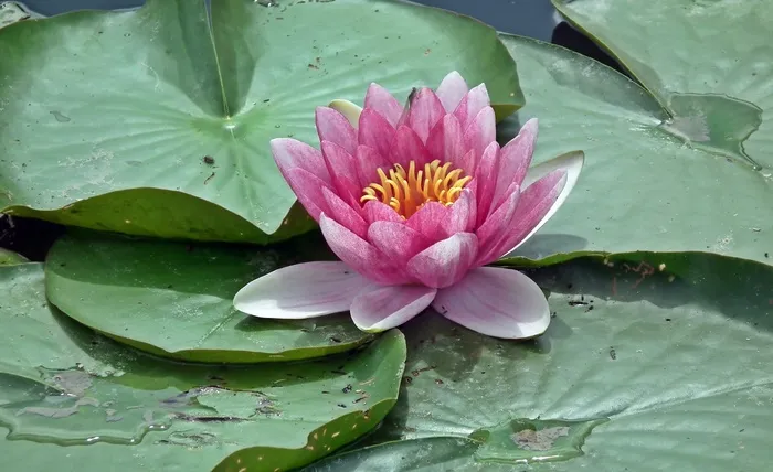 绽放睡莲花图片