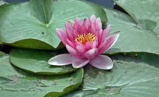 绽放睡莲花图片 绽放睡莲花图片