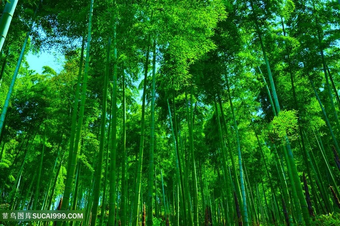 绿色竹林竹子树林