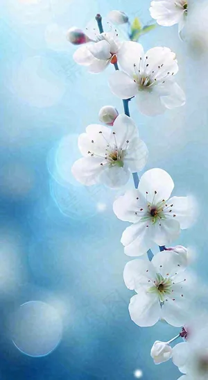 春天浪漫白色樱花花朵，立春春分摄影图