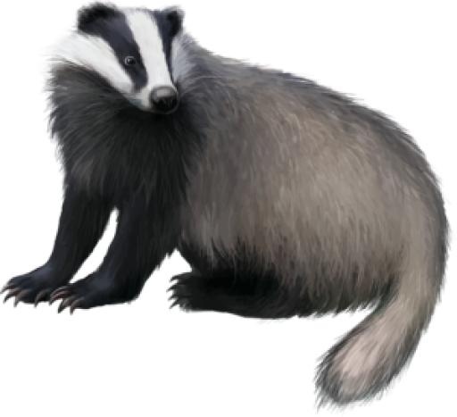 獾 PNG(300x274)