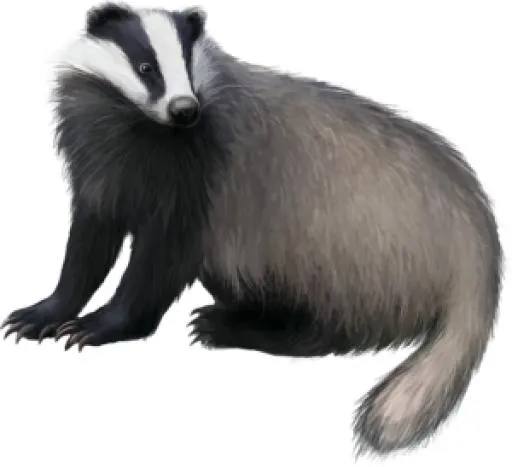 獾 PNG(300x274)