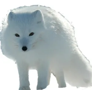 北极狐 PNG