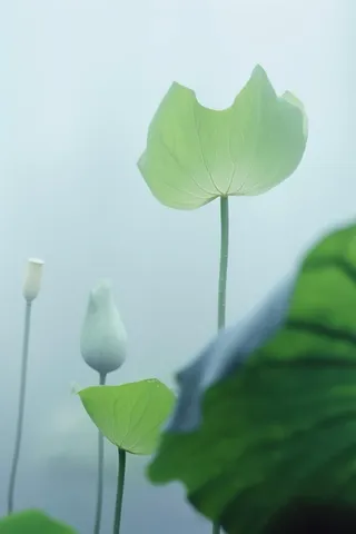 荷叶简约清新淡绿色背景