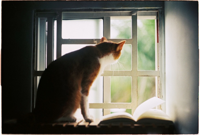 可爱猫咪猫猫摄影素材