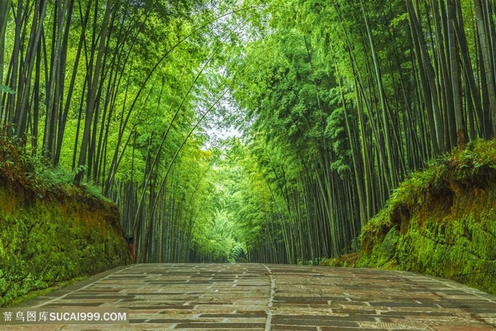 幽静的竹海竹林石板路图片