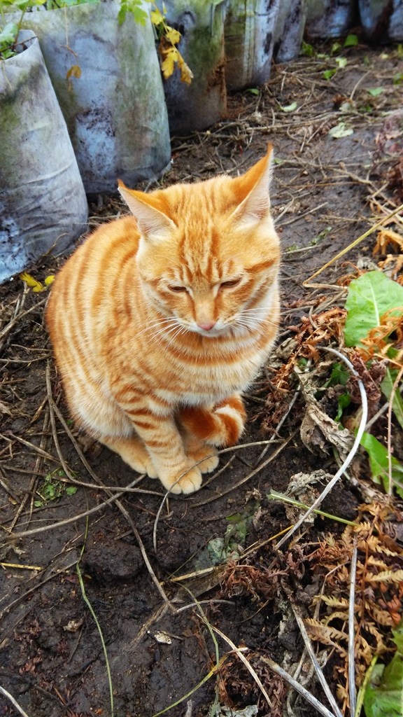 一只坐着的小黄猫