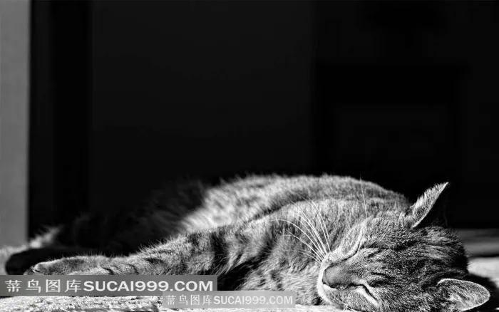 躺在阴影里睡觉的猫