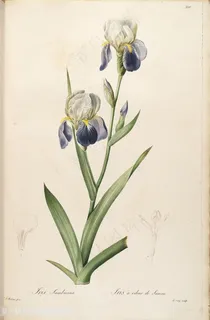 雷杜德原版高清花卉水彩插画 雷杜德原版高清花卉水彩插画