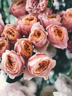 粉红玫瑰花束 粉红玫瑰花束