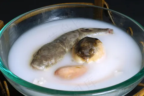 DJCC-3414美味奶汤河豚 DJCC-3414美味奶汤河豚