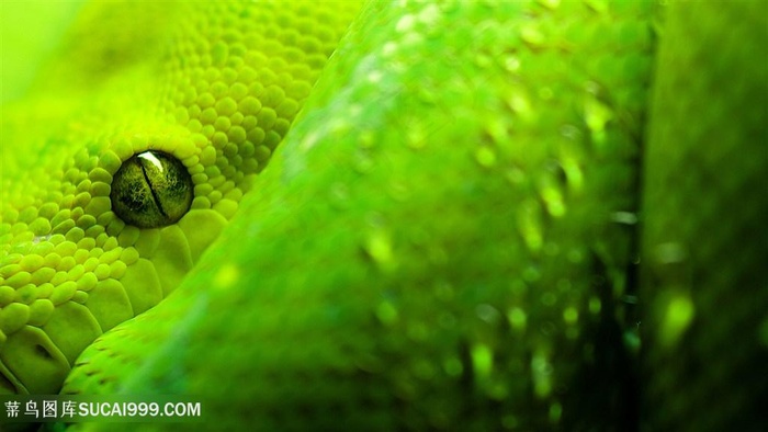 昆虫美景时尚壁纸