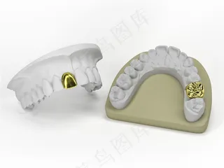 牙齿塑料模型高清图片
